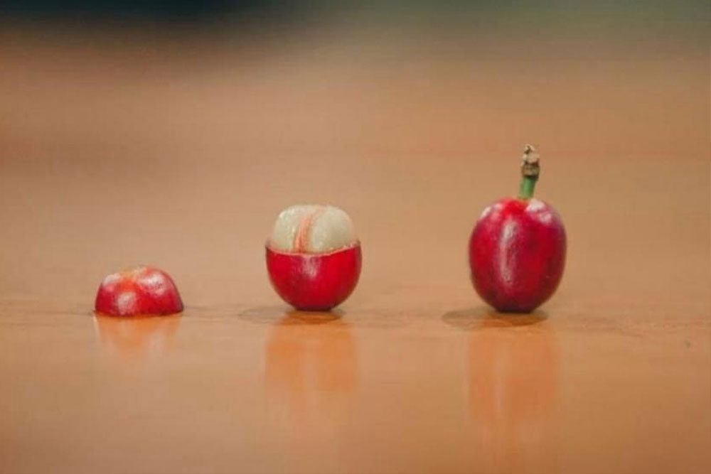 The processes of green coffee processing