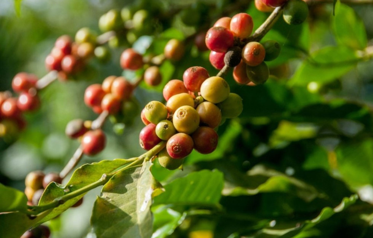 Coffee cherries